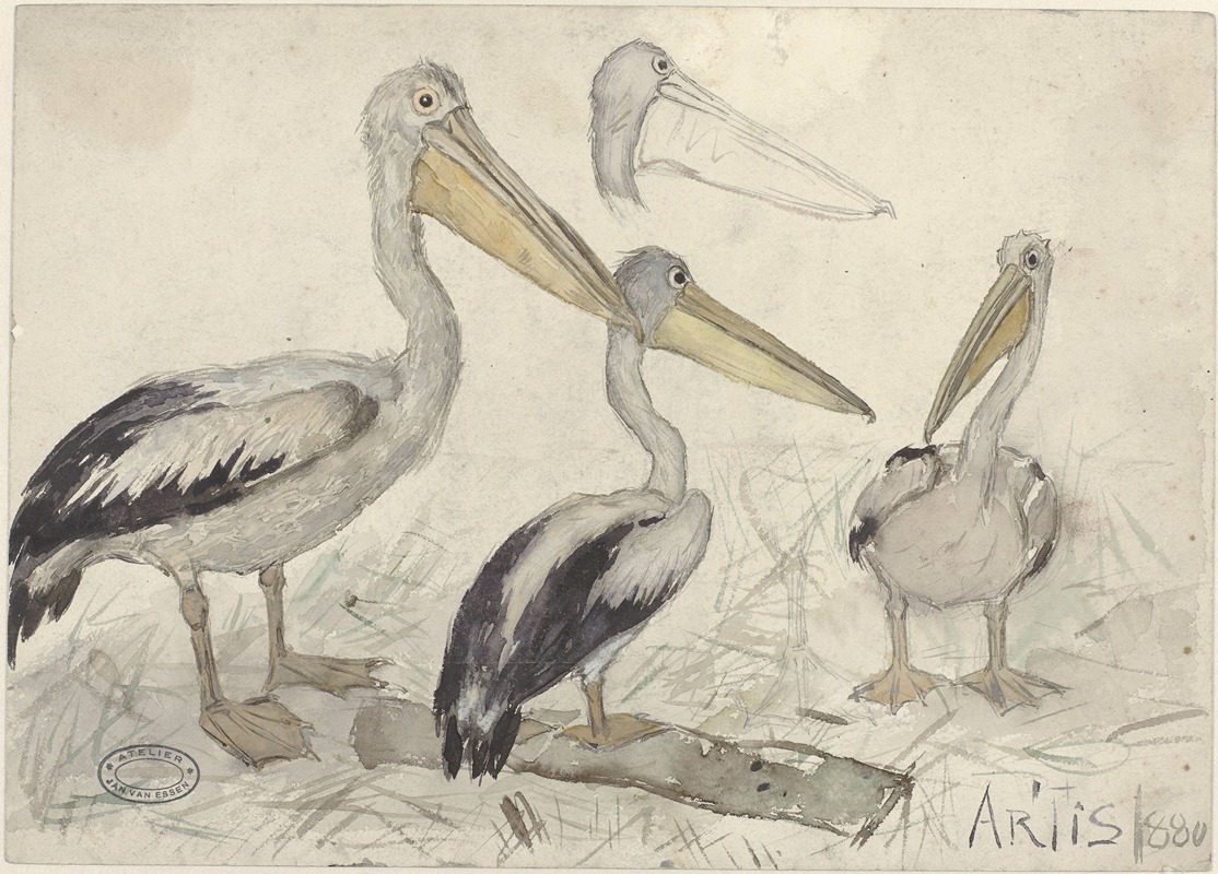 Jan van Essen - Pelicans in Artis Zoo