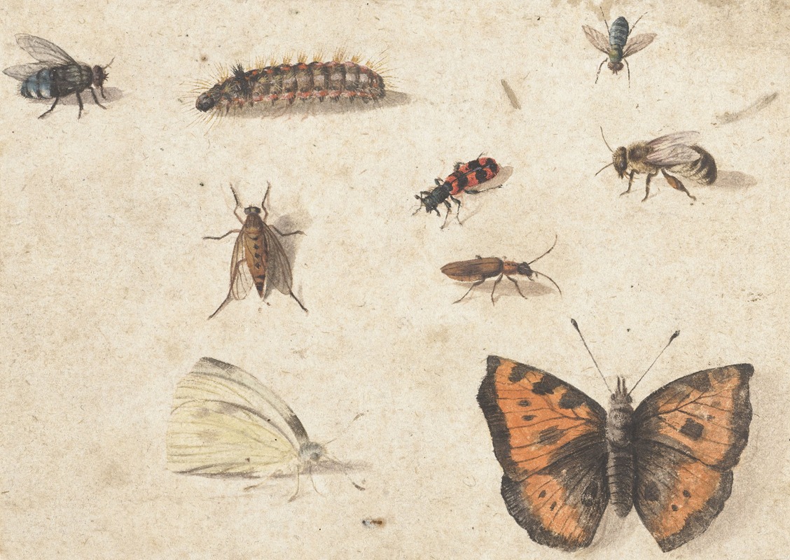 Jan Van Kessel The Elder - Sheet of Studies of Nine Insects