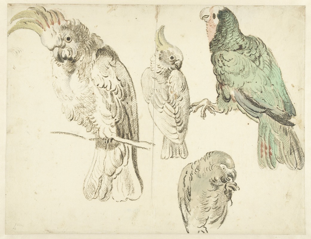 Jan Weenix - Four Studies of Cockatoos