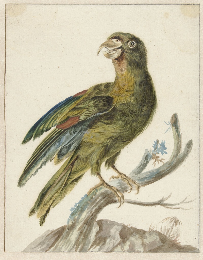 Jan Weenix - Parakeet