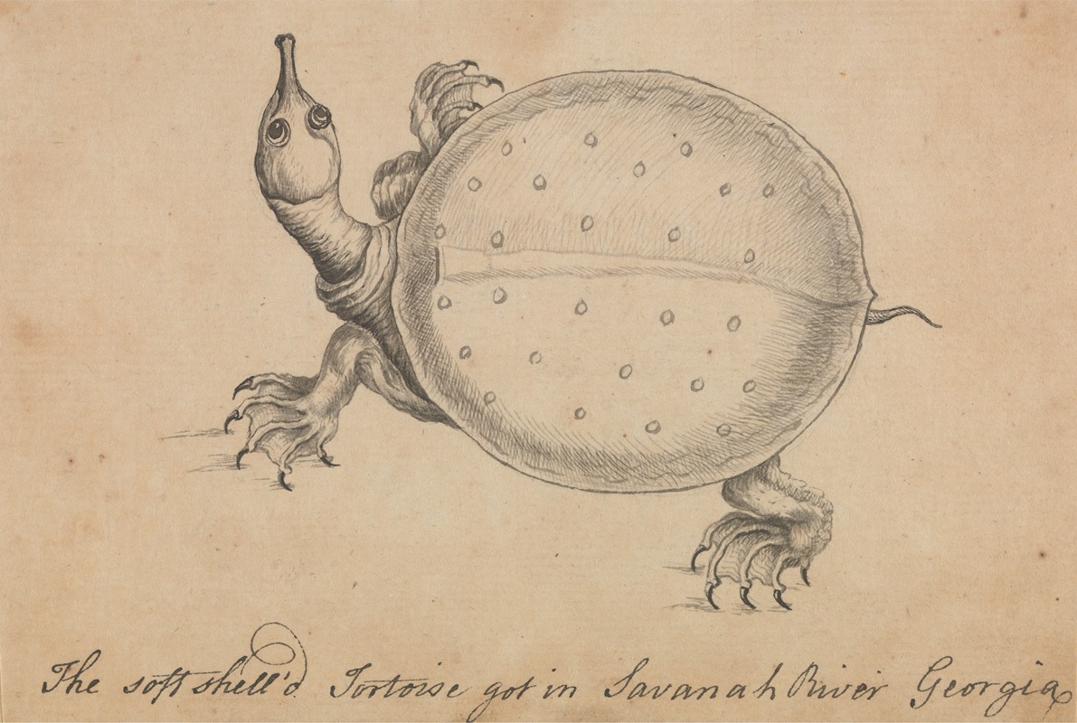 William Bartram - The Soft Shell’d Tortoise Got in Savanah River Georgia