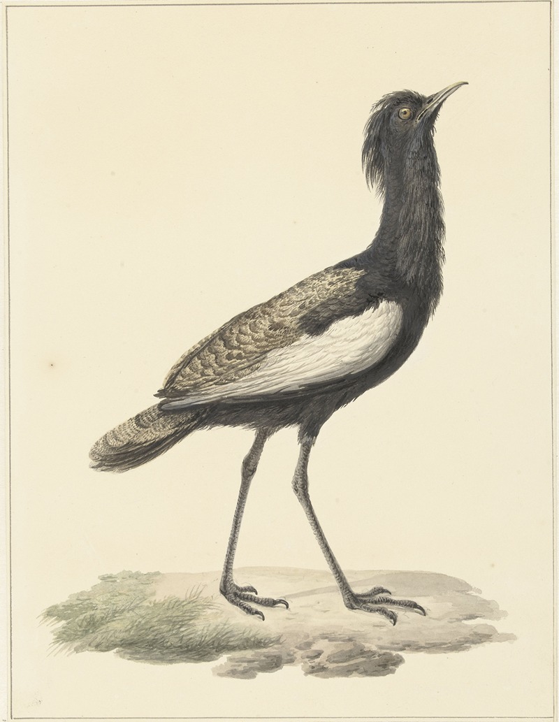 Pieter Pietersz. Barbiers - Baardtrap (Eupodotis bengalensis ; Houbaropsis bengalensis)