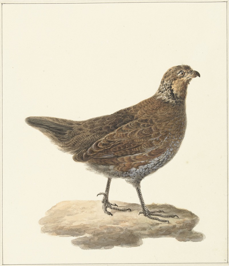 Pieter Pietersz. Barbiers - Bobwhite (Colinus virginianus)