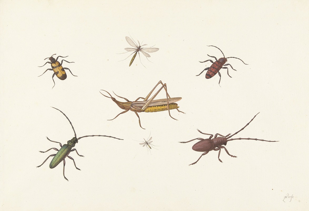 Pieter Withoos - A Sheet with Seven Different Insects