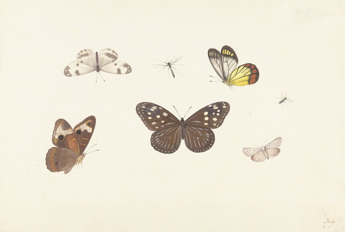 Pieter Withoos - Blad met vijf vlinders en twee vliegen
