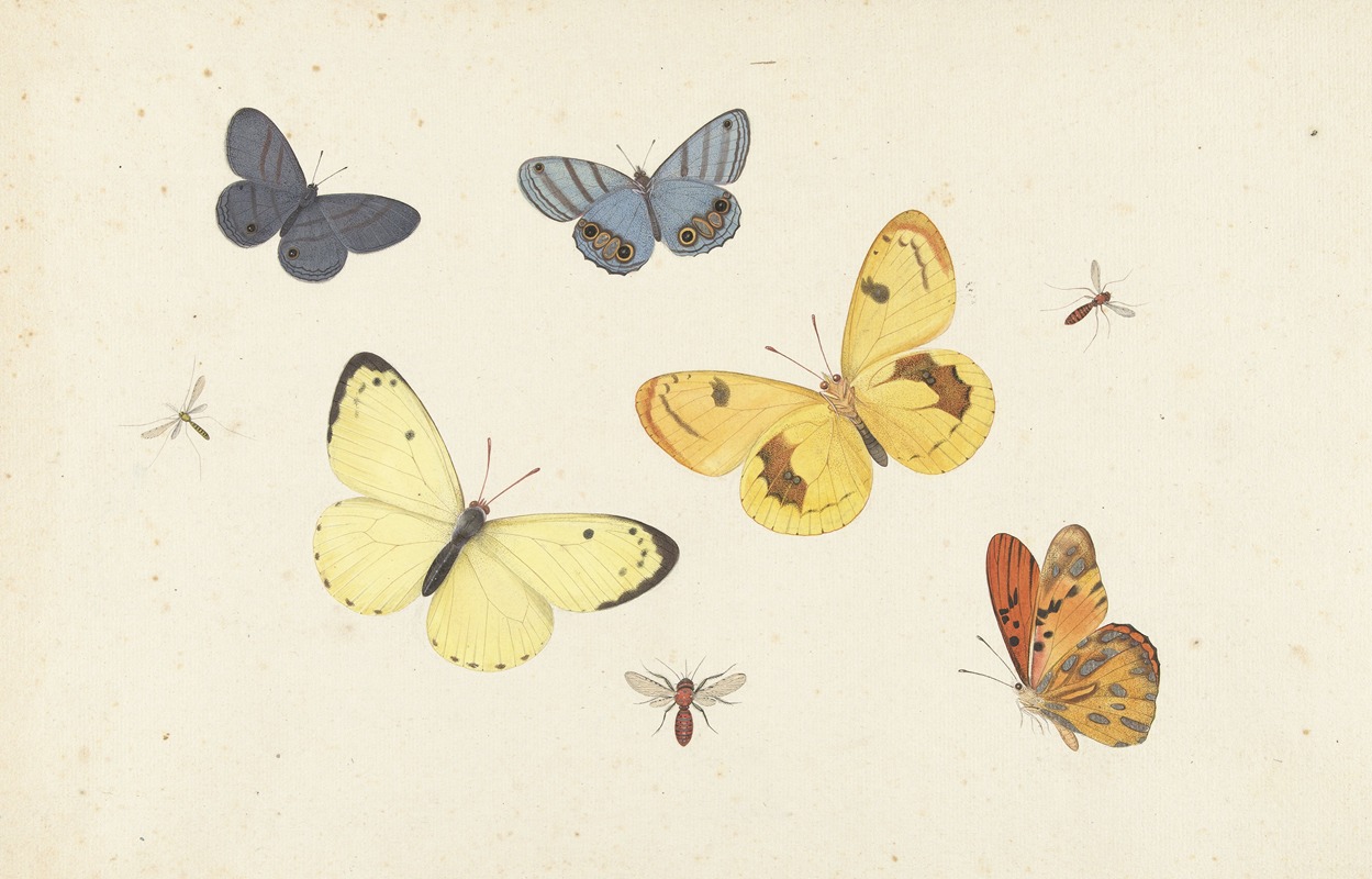Pieter Withoos - Sheet of Studies with Five Butterflies, a Wasp, and Two Flies
