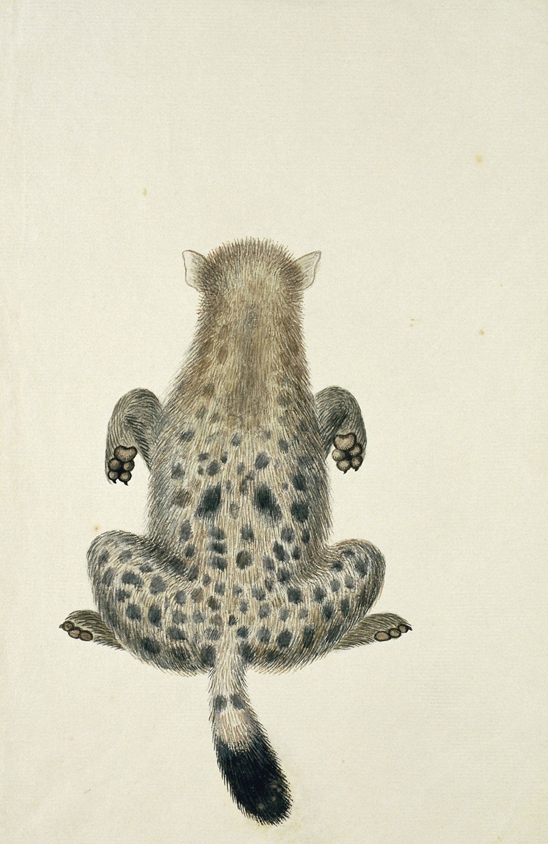 Robert Jacob Gordon - Crocuta crocuta (Spotted hyena)