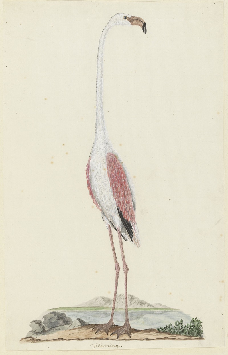 Robert Jacob Gordon - Phoenicopterus ruber roseus (Greater flamingo)