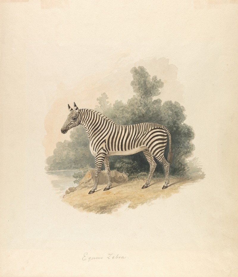 Samuel Howitt - A Zebra