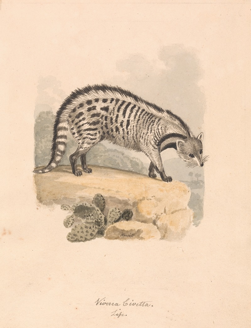 Samuel Howitt - African Civet
