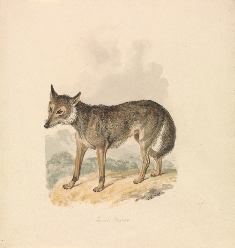 Samuel Howitt - Canis Lupus, or Gray Wolf