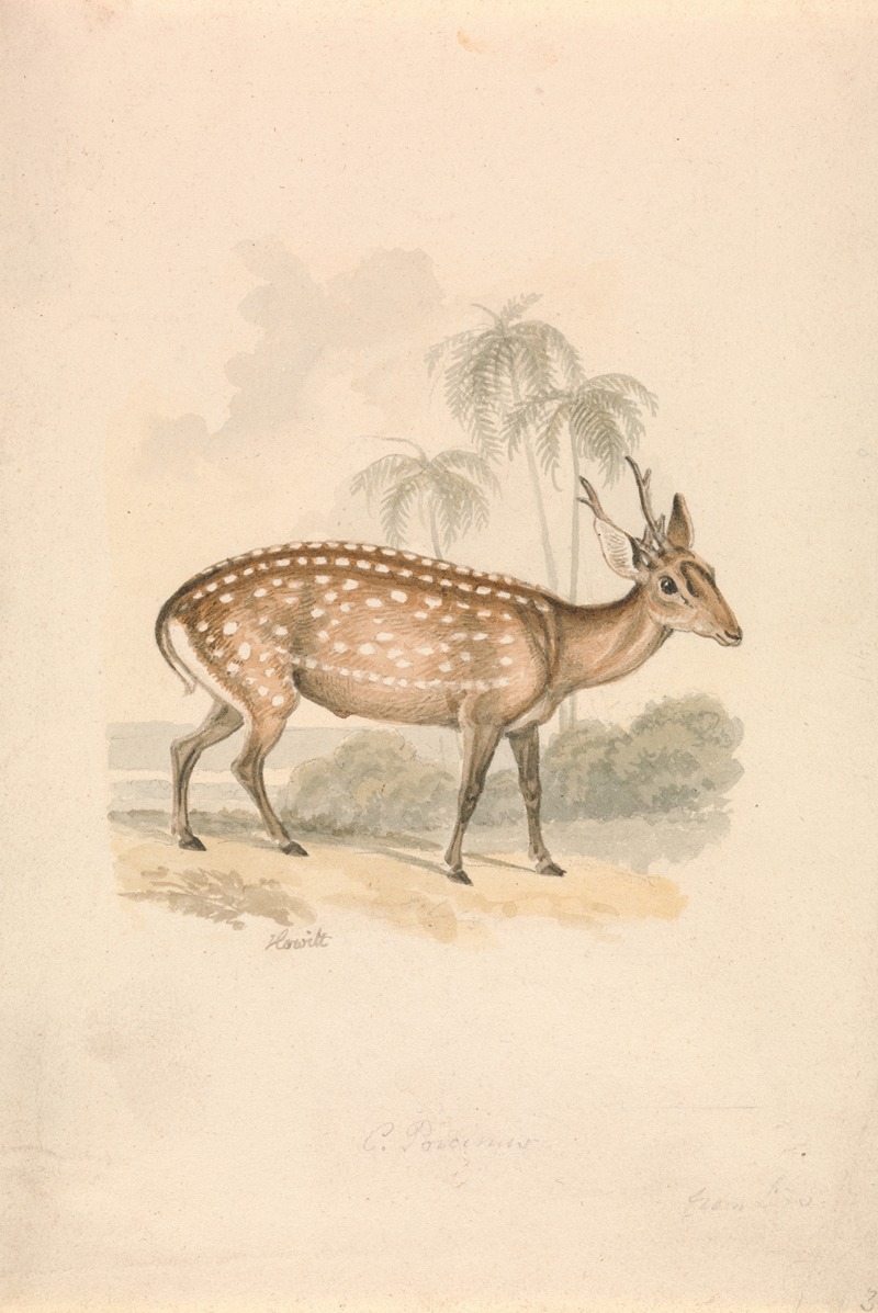Samuel Howitt - Hog Deer