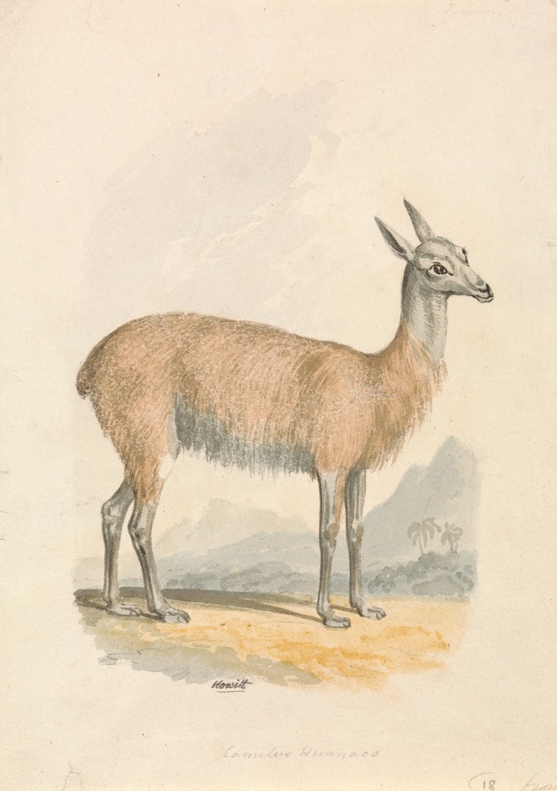 Samuel Howitt - Llama