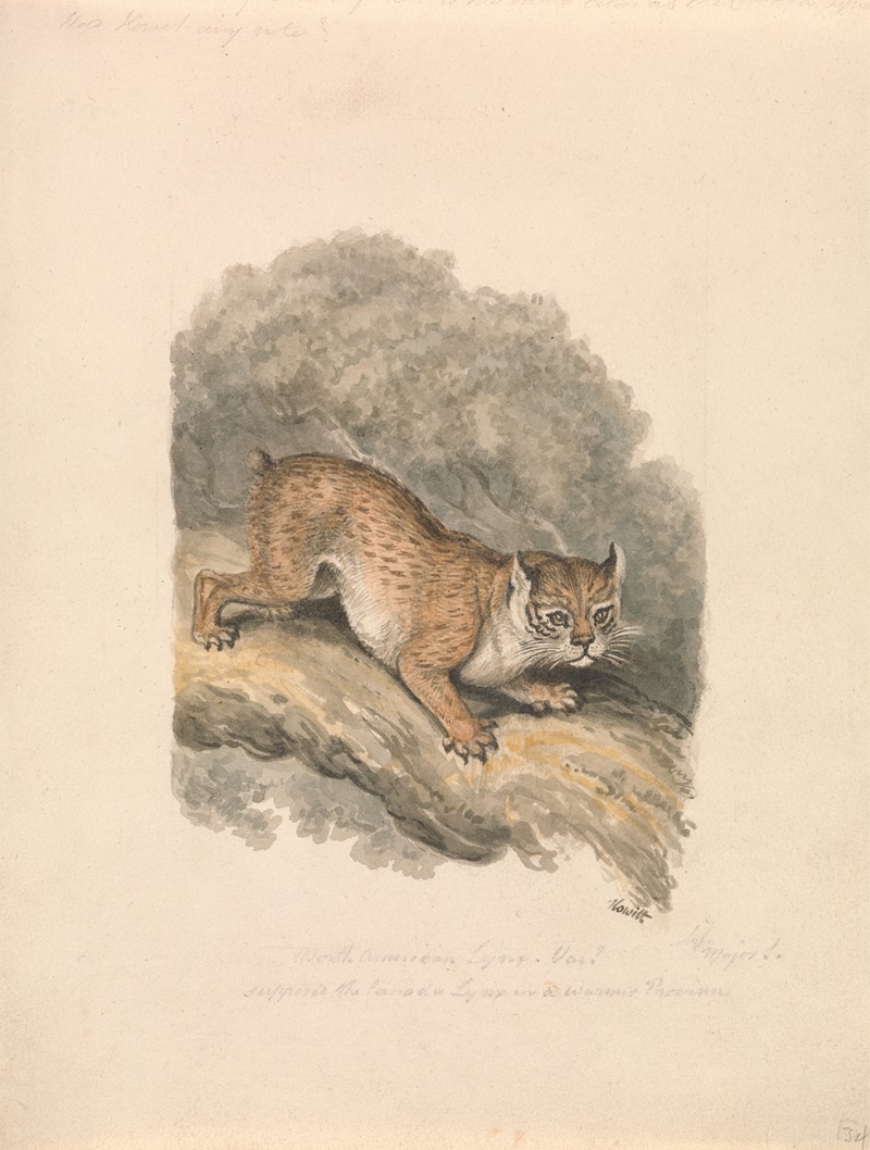 Samuel Howitt - North American Lynx