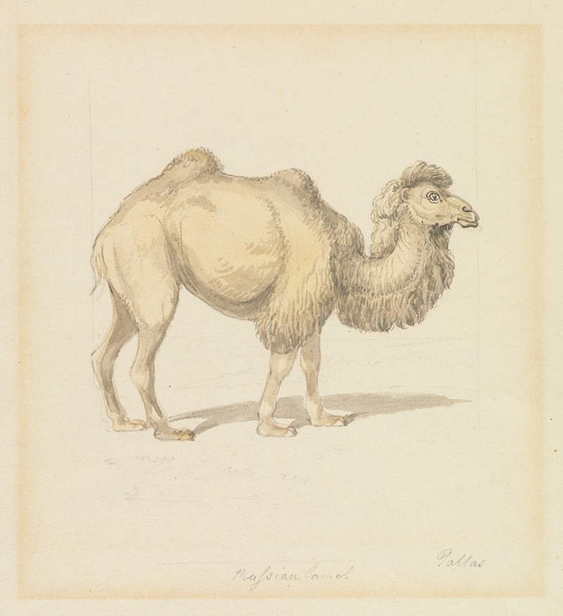 Samuel Howitt - Russian Camel