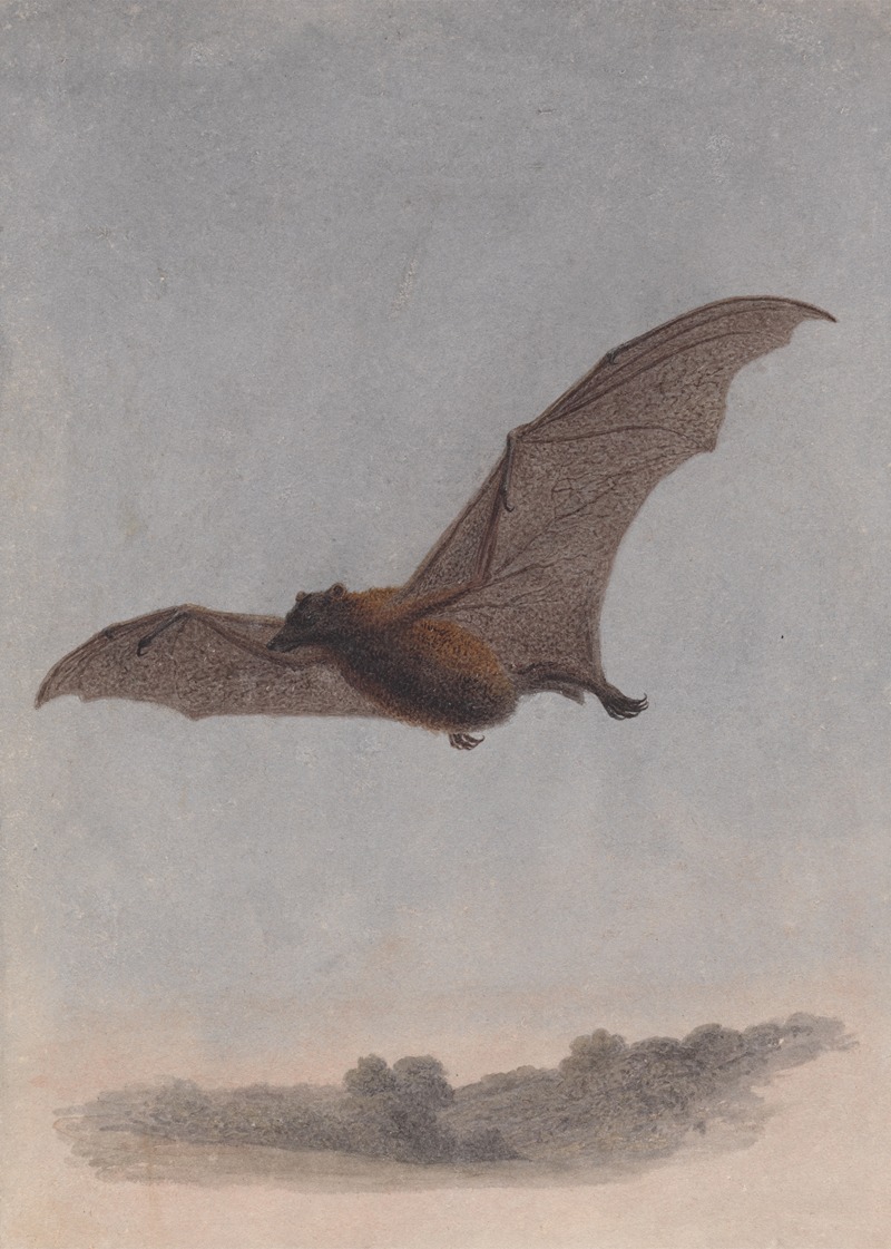 Samuel Howitt - Study of a Vampire Bat