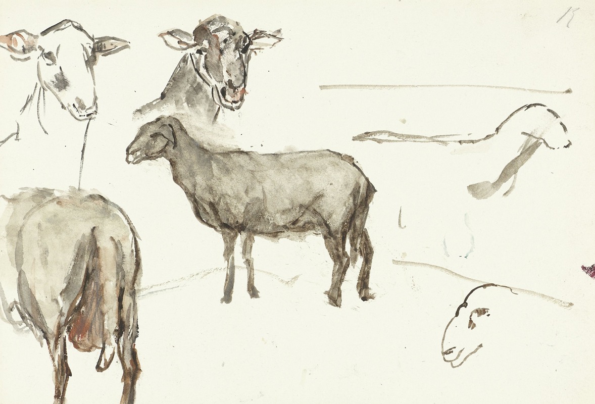 Sientje Mesdag Van Houten - Schetsen van schapen