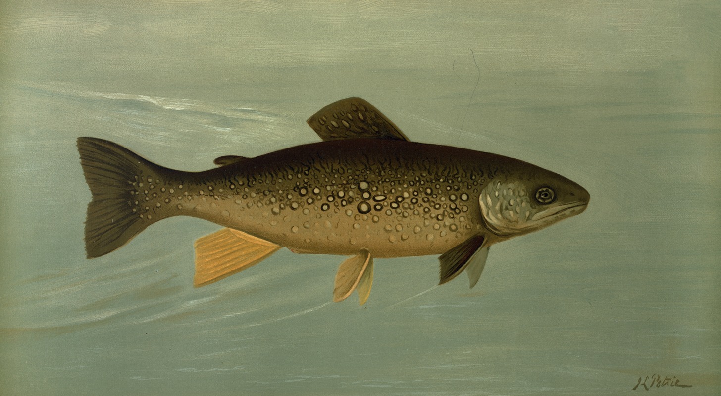 John L. Petrie - Hybrid Trout — Cross of the Lake and Brook Trout.