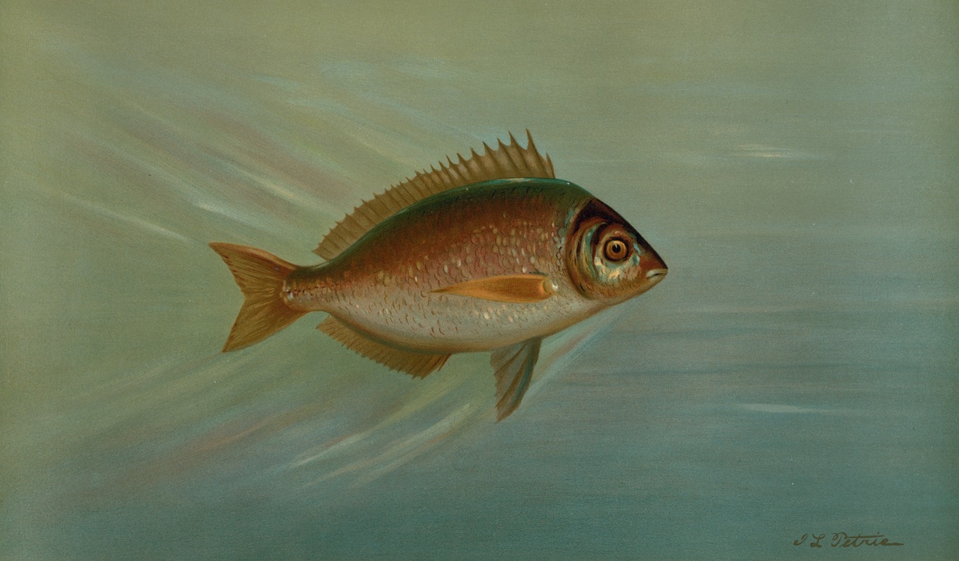 John L. Petrie - The Blackfish or Tautog, Tautoga onitis.