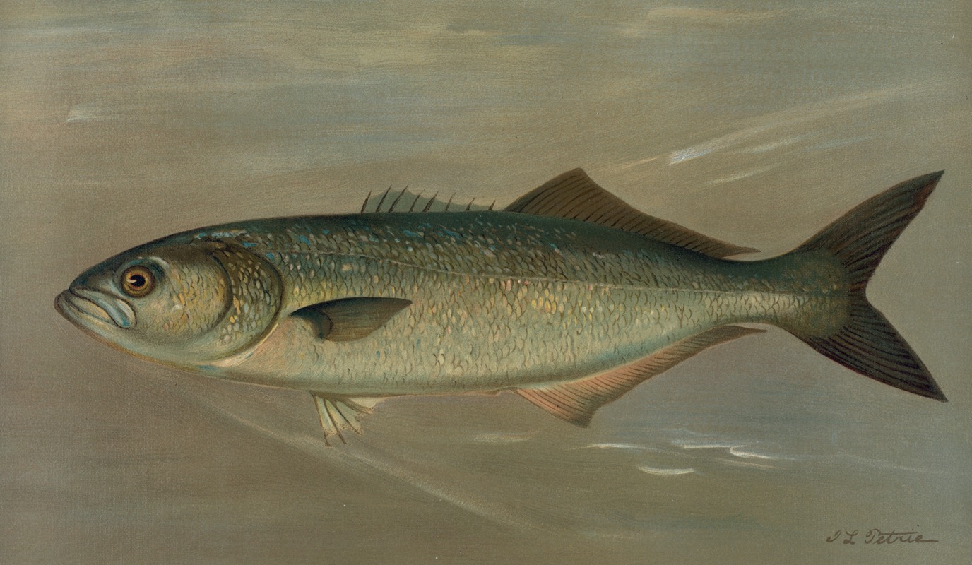 John L. Petrie - The Bluefish, Pomatomus saltatrix.