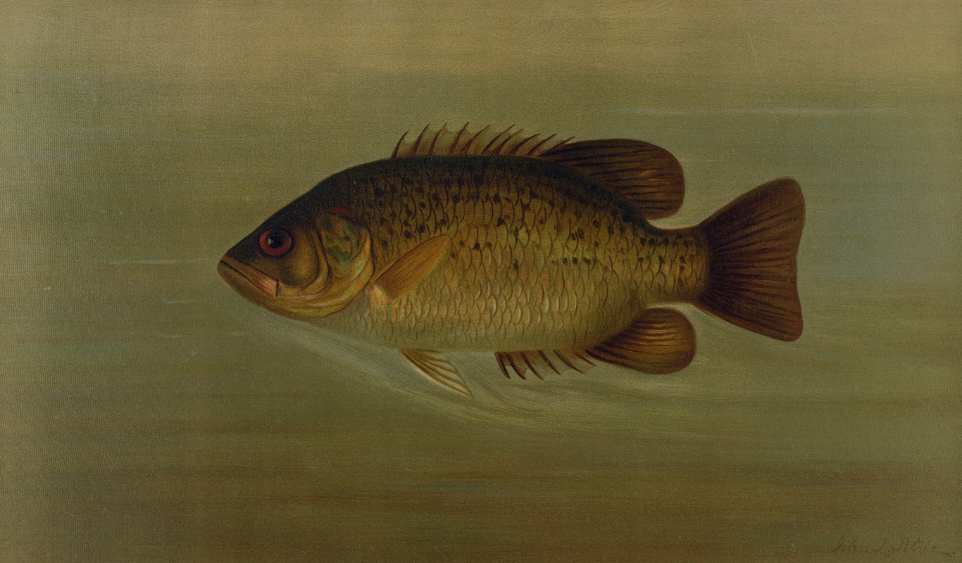 John L. Petrie - The Common Sunfish, Eupomotis gibbosus.
