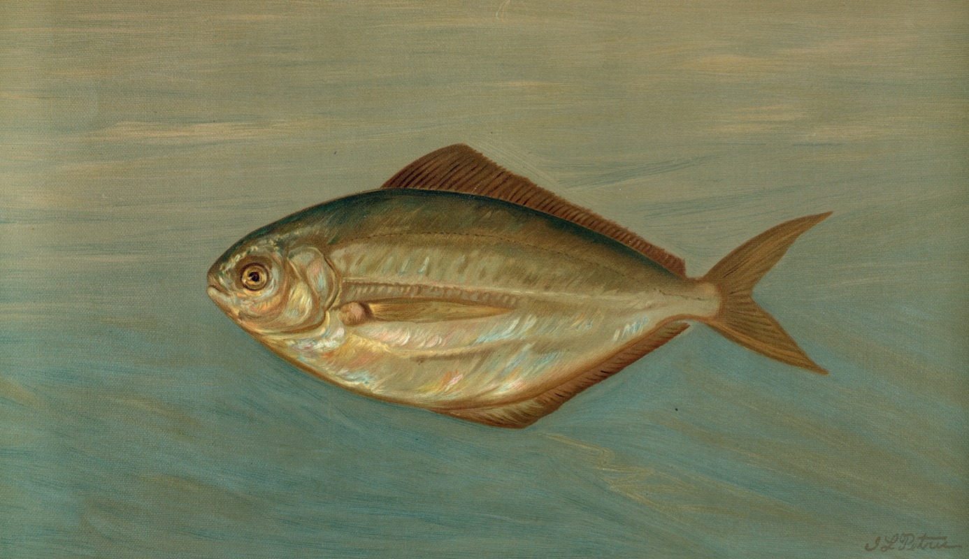 John L. Petrie - The Dollar or Butter Fish, Rhombus triacanthus.