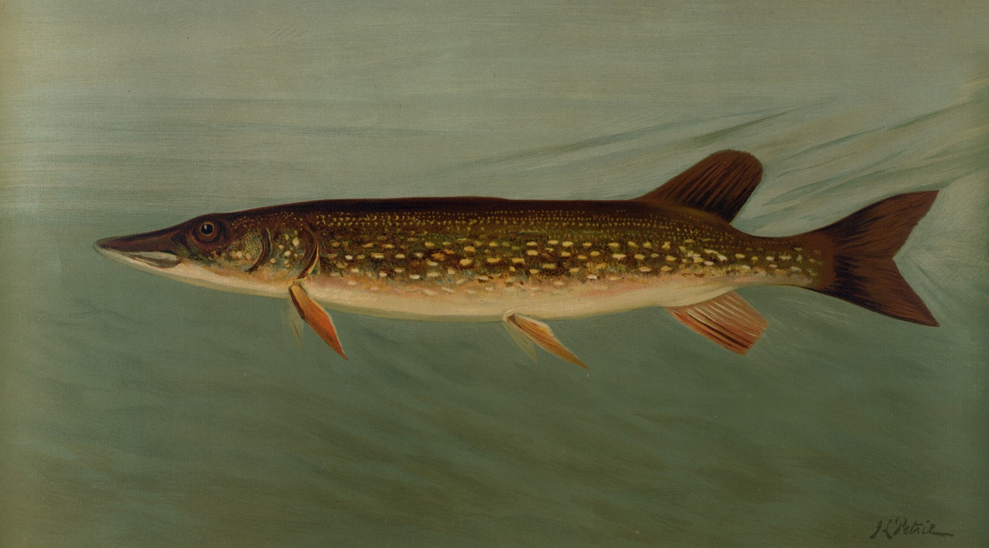 John L. Petrie - The Eastern or Banded Pickerel, Lucius reticulatus.