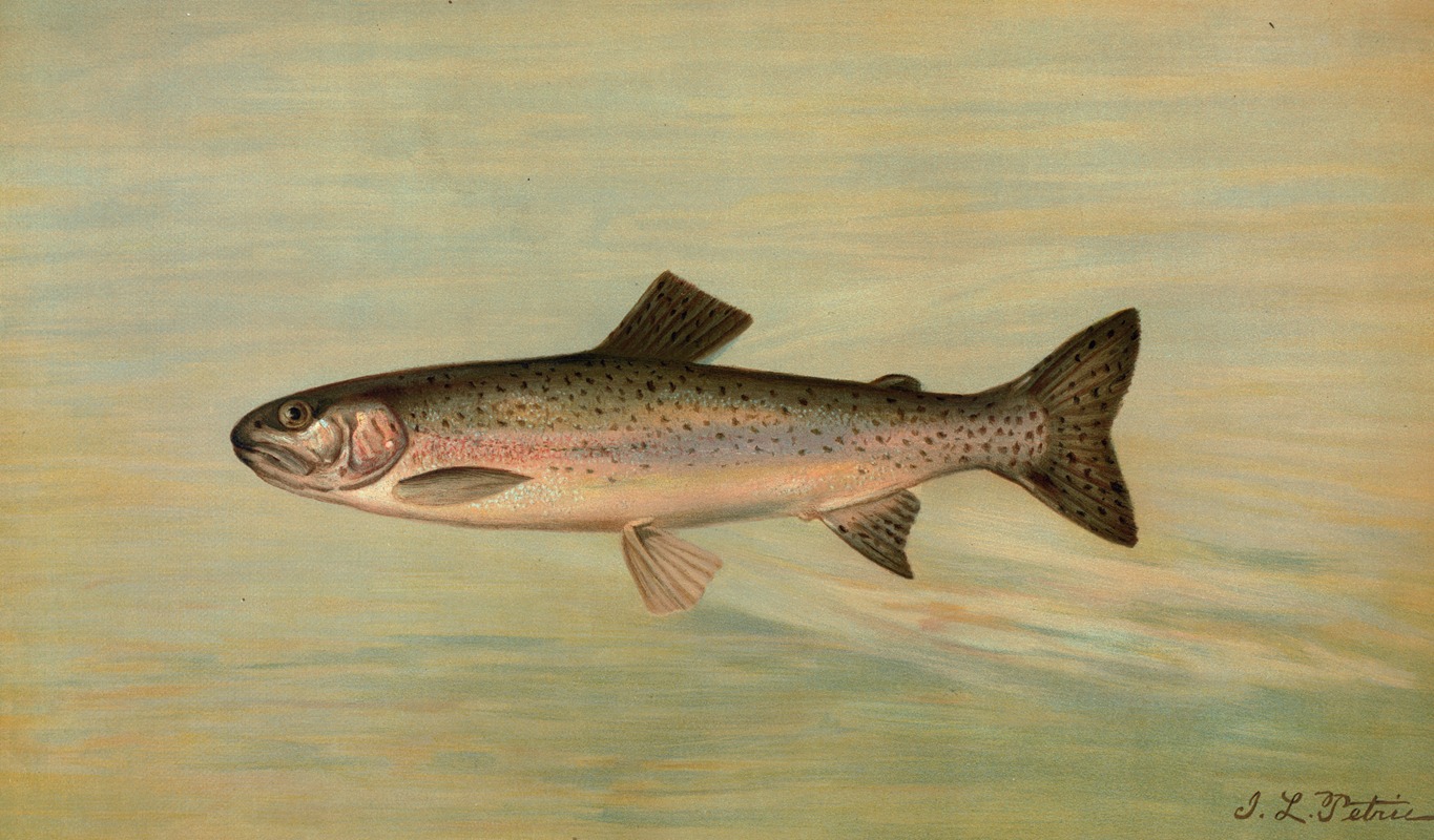 John L. Petrie - The Kern River Trout, Salmo irideus gilberti.