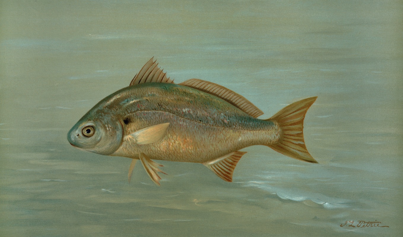 John L. Petrie - The Kingfish, Whiting, or Barb, Mentichirrhus nebulosus.