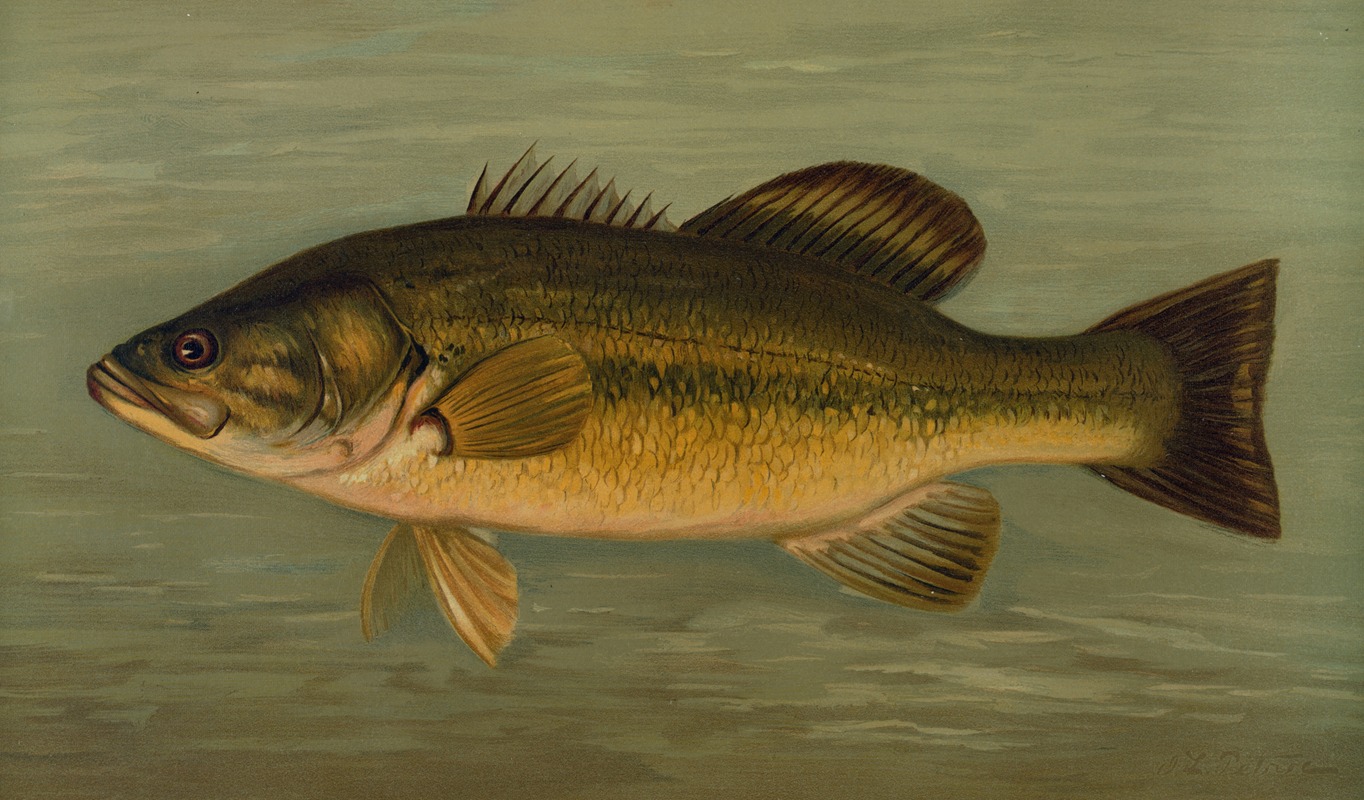 John L. Petrie - The Large-Mouthed Black Bass, Micropterus salmoides.