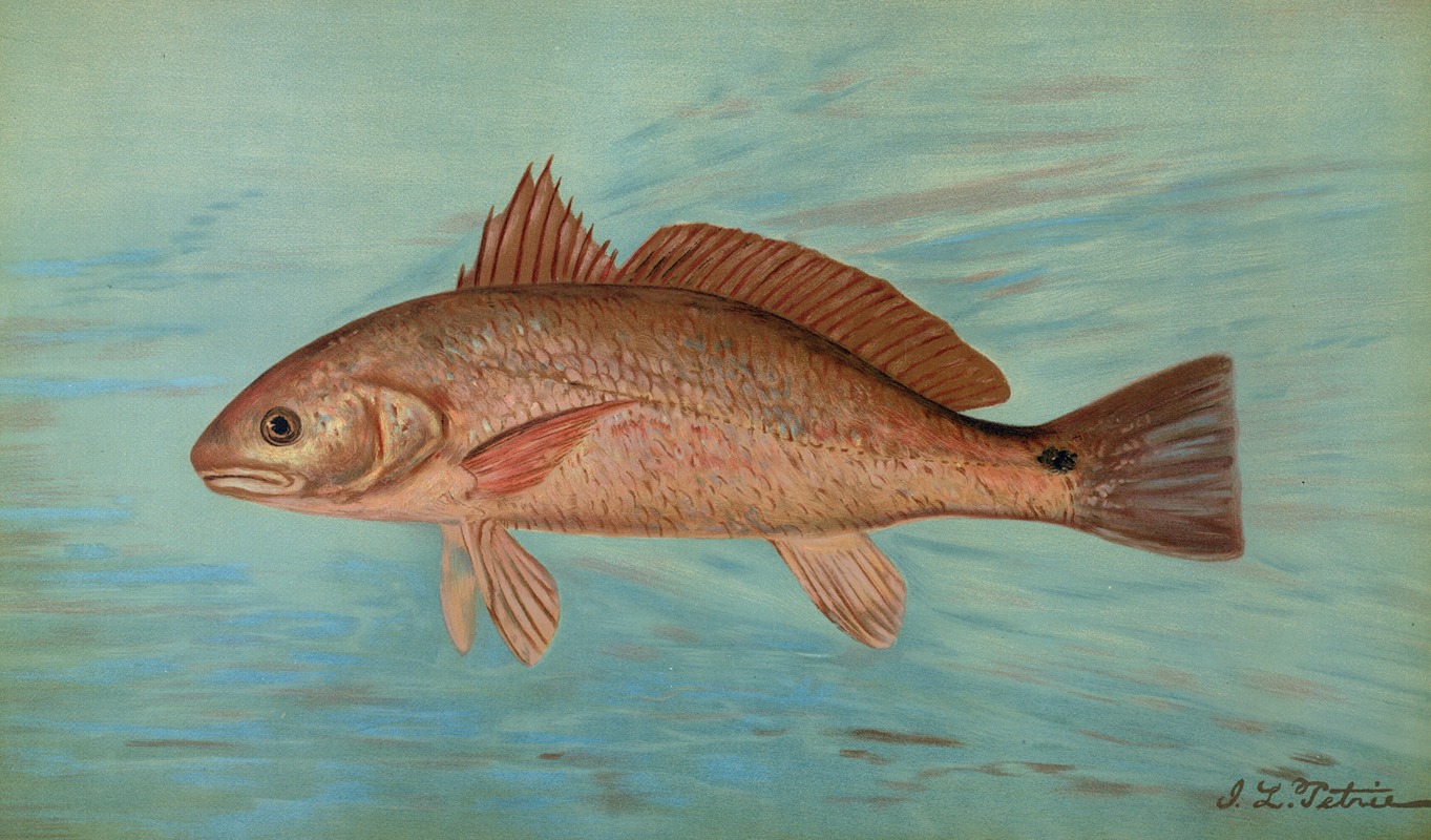 John L. Petrie - The Red Drum or Channel Bass, Scioena ocellata.