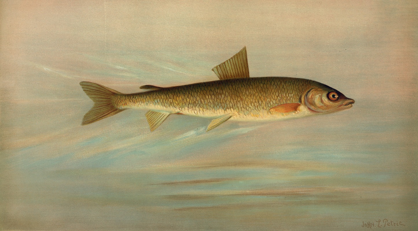 John L. Petrie - The Rocky Mountain Whitefish, Coregonus williamsoni.