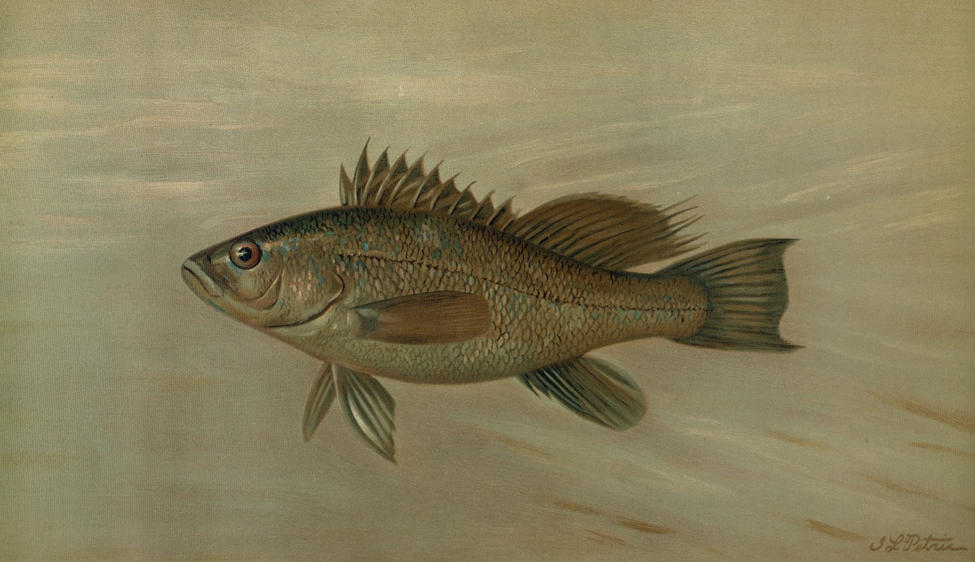 John L. Petrie - The Sea Bass, Centropristes striatus.