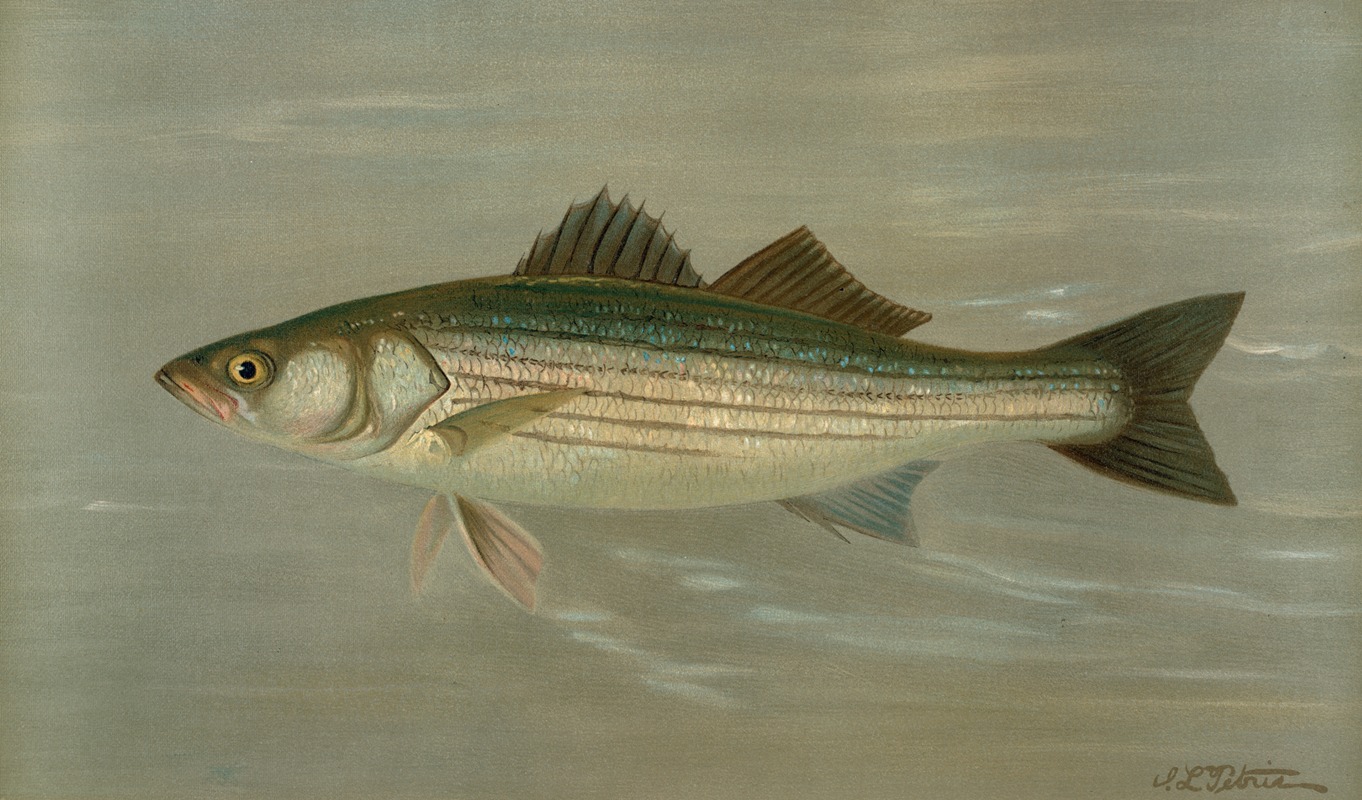 John L. Petrie - The Striped Bass, Roccus lineatus.