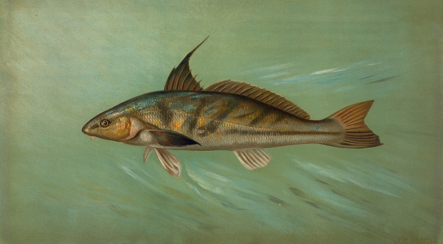 John L. Petrie - The Weakfish or Squeteague, Cynoscion regale.