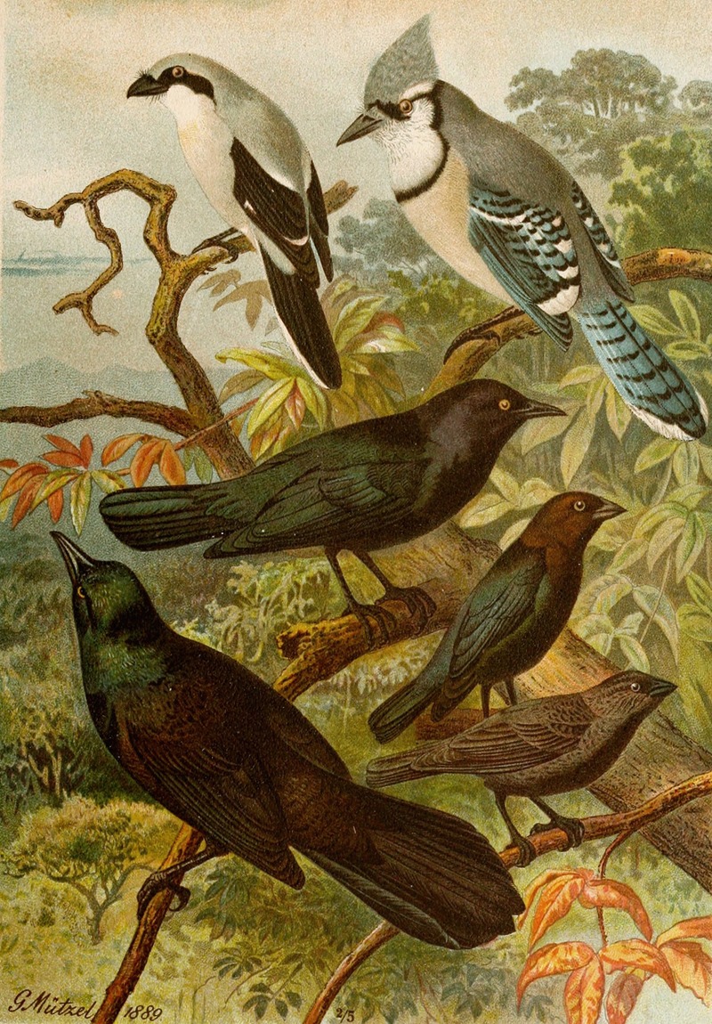 Gustav Mützel - Die Nordamerikanische Vogelwelt pl18