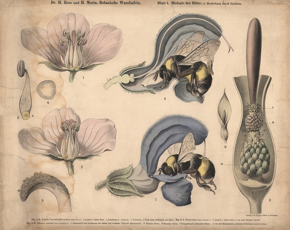 Flower Consumption Biology of the flower - Artvee