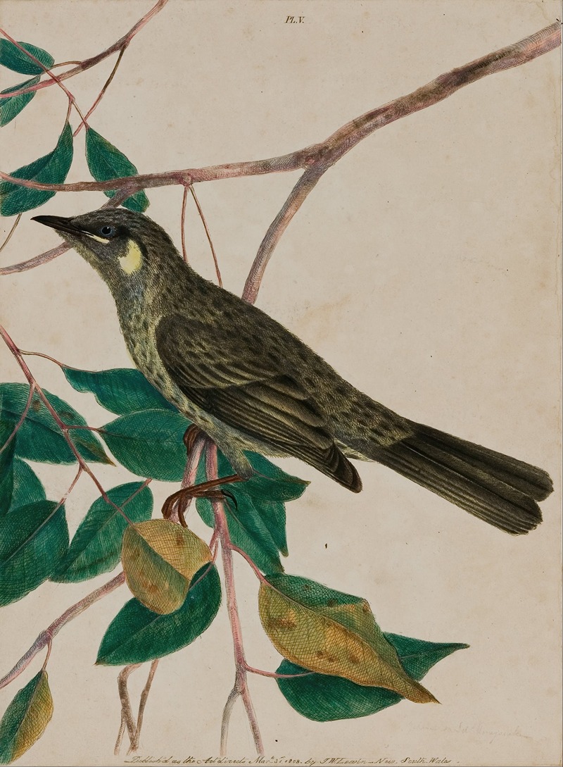 John William Lewin - Yellow-eared honeysucker (Meliphaga chrysotis)