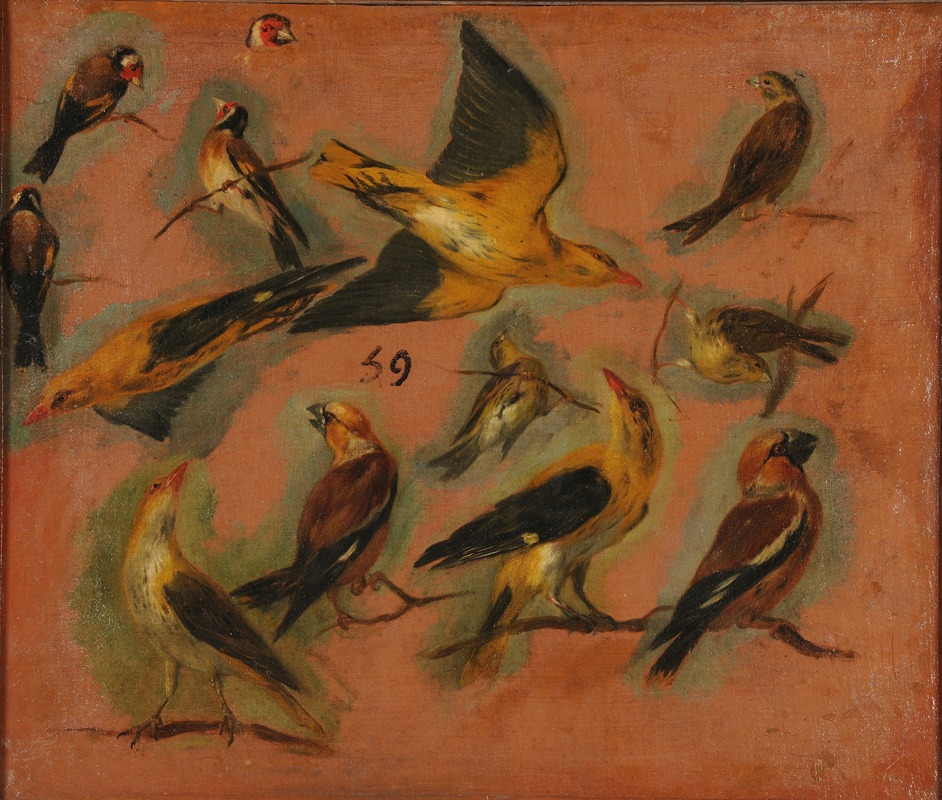 Pieter Boel - Chardonnerets, oiseaux Stade de création étude