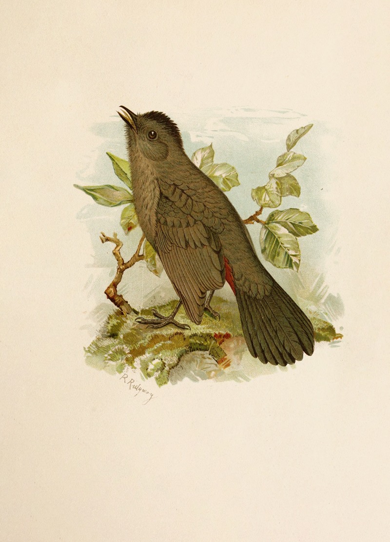 Robert Ridgway - Die Nordamerikanische Vogelwelt pl05