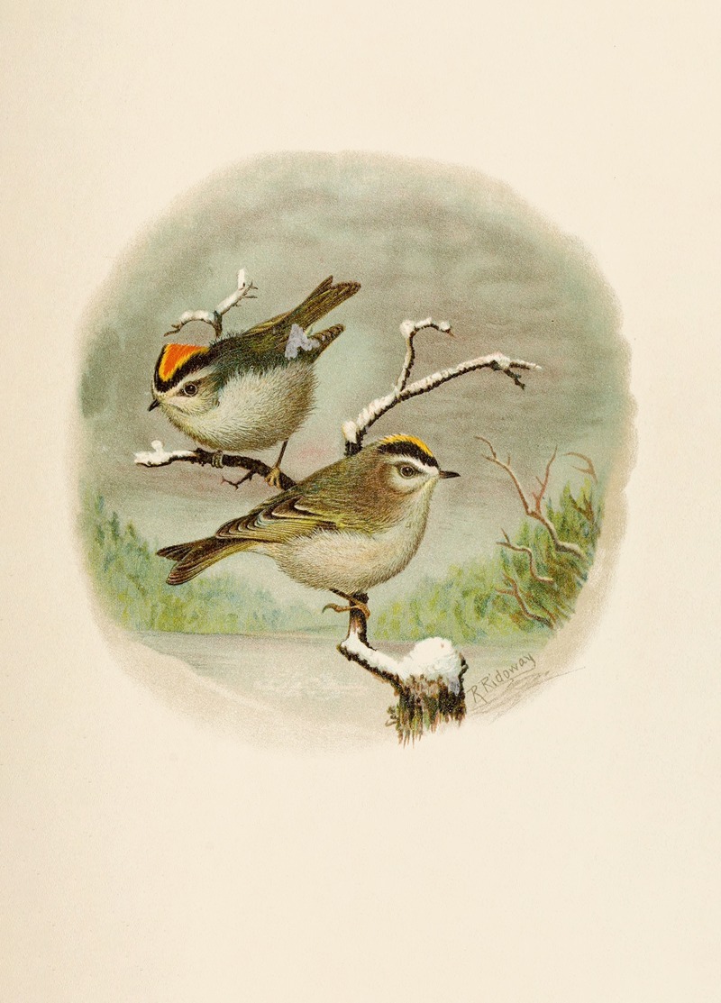Robert Ridgway - Die Nordamerikanische Vogelwelt pl08