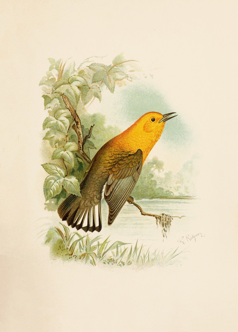 Robert Ridgway - Die Nordamerikanische Vogelwelt pl11