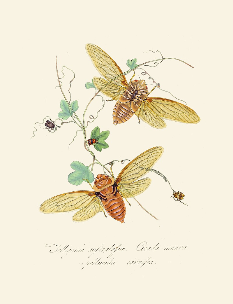 Edward Donovan - An epitome of the natural history of the insects of New Holland, New Zealand Pl.09