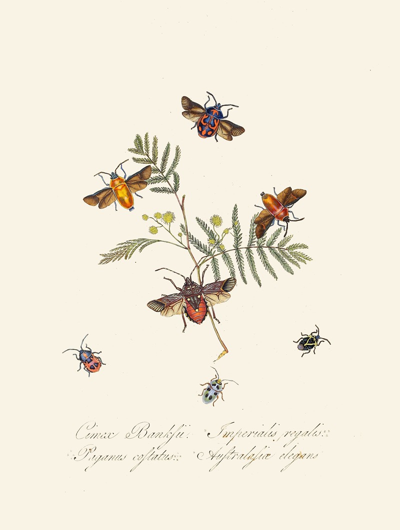 Edward Donovan - An epitome of the natural history of the insects of New Holland, New Zealand Pl.10