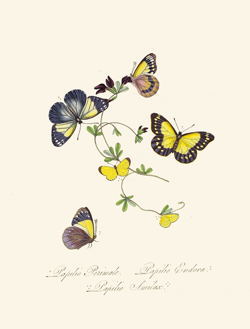 Edward Donovan - An epitome of the natural history of the insects of New Holland, New Zealand Pl.19