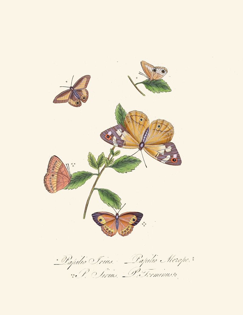 Edward Donovan - An epitome of the natural history of the insects of New Holland, New Zealand Pl.27