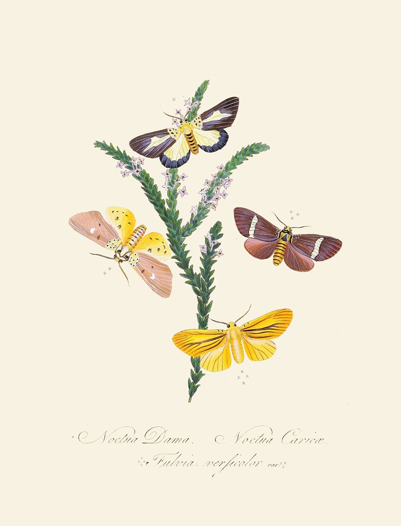 Edward Donovan - An epitome of the natural history of the insects of New Holland, New Zealand Pl.38