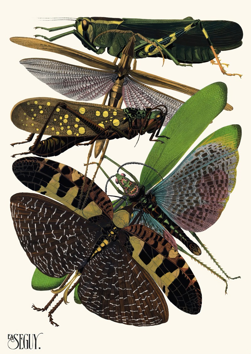 Emile-Allain Séguy - Insectes Pl.19