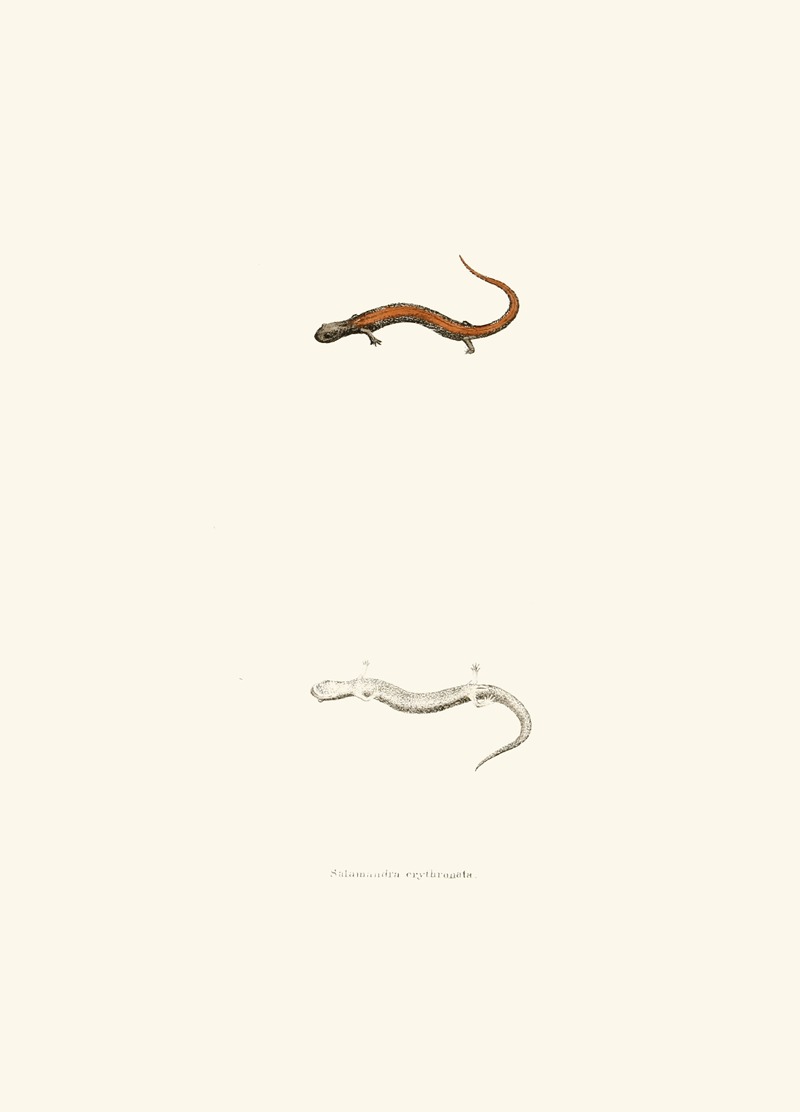 John Edwards Holbrook - Salamandra erythronota