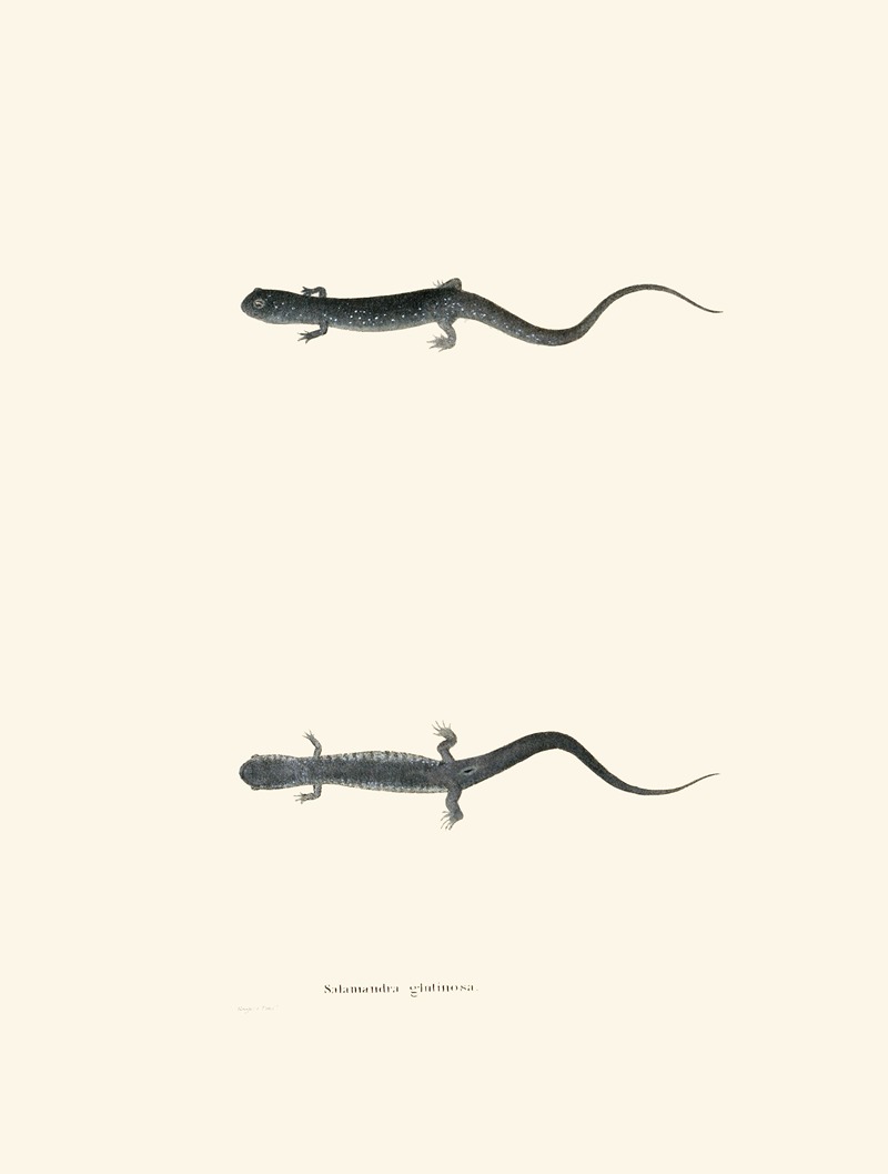 John Edwards Holbrook - Salamandra glutinosa